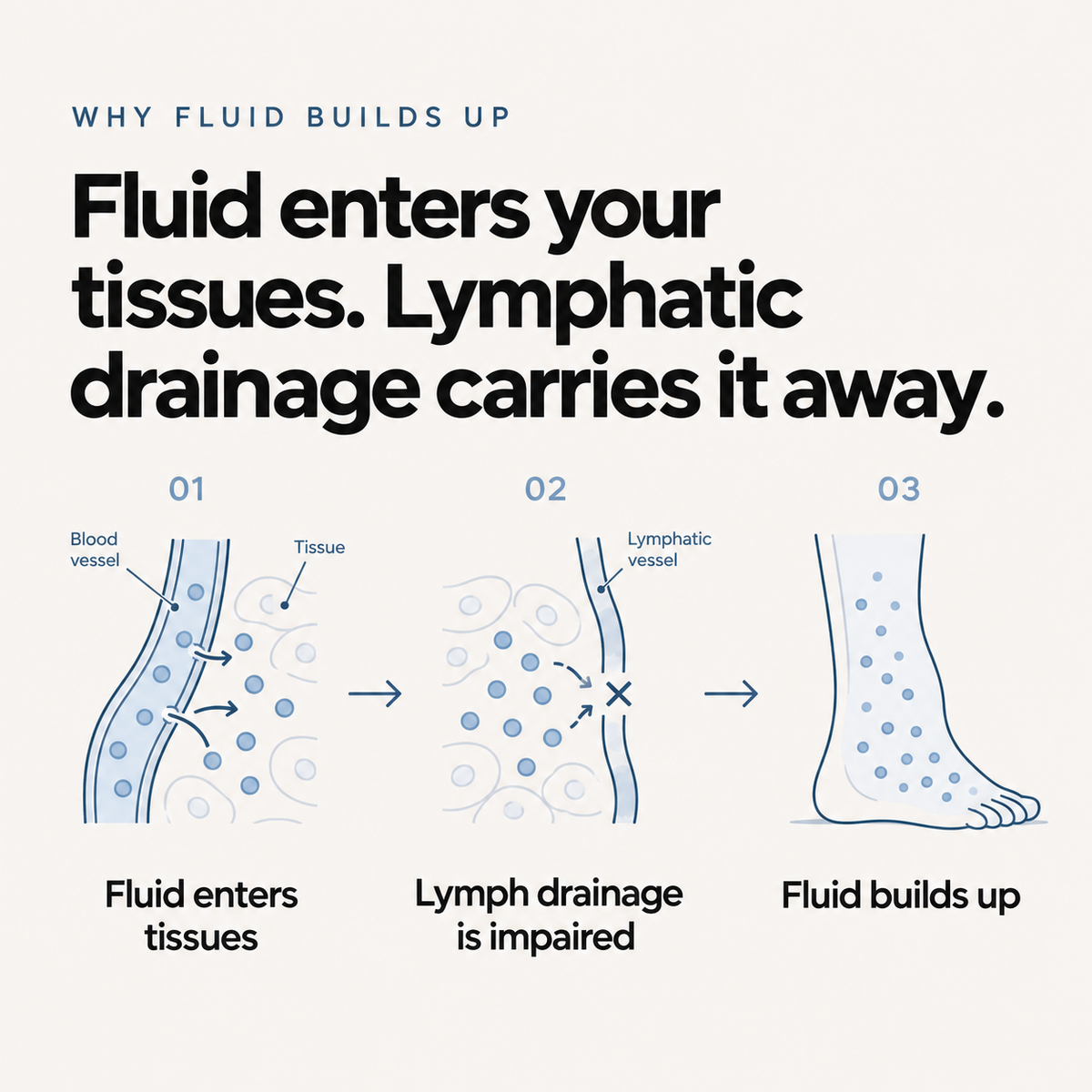 Fluid enters your tissues. Lymphatic drainage carries it away.